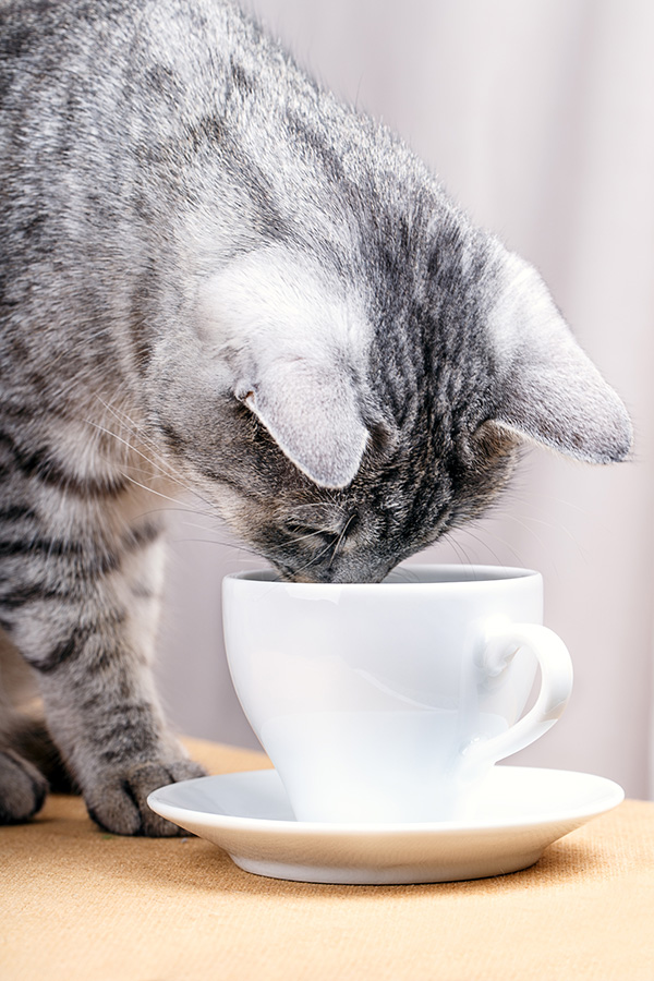 Cat drinking tea