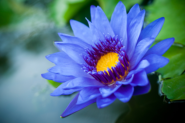 Blue lotus