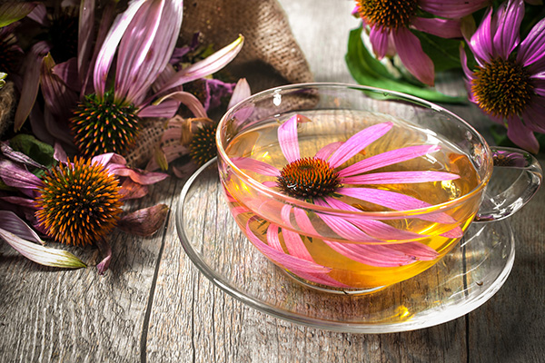 Echinacea tea