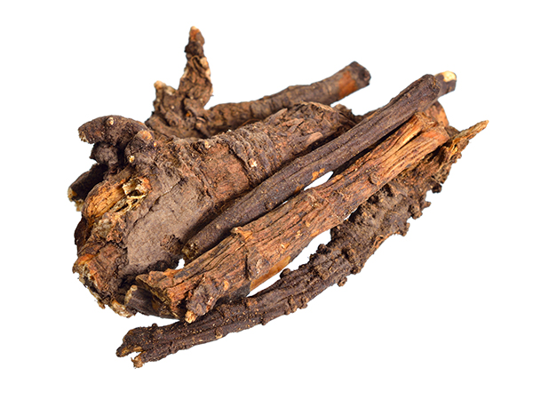 osha-root-tea-benefits-side-effects-and-recipe-chinese-teas-101