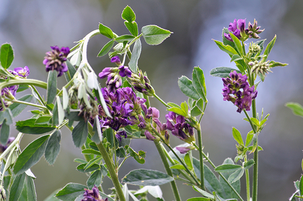 Alfalfa plant