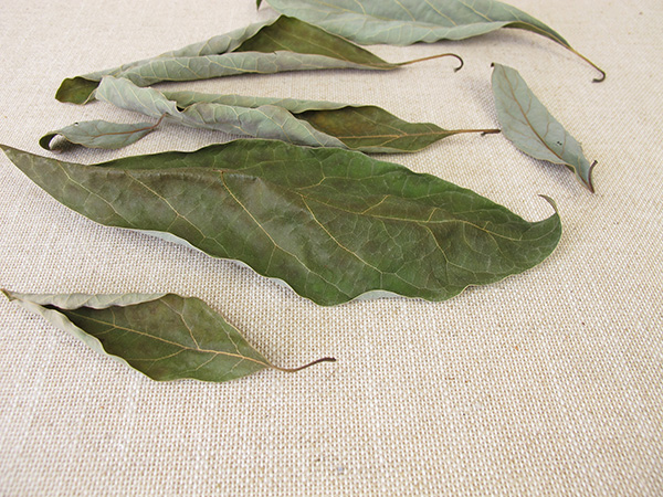 Avocado dried leaves