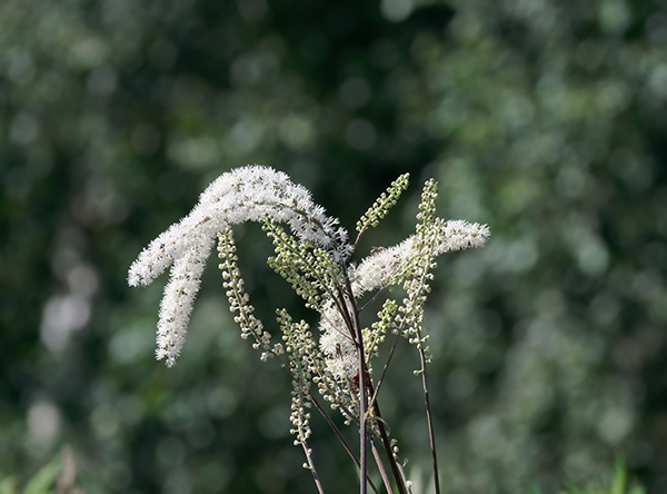 Black cohosh plant