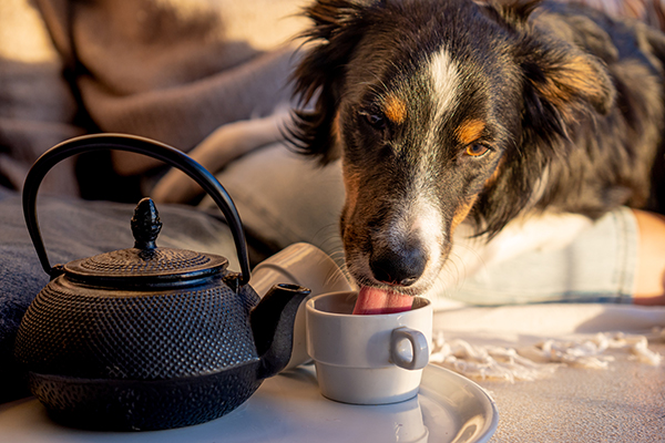 Dog drinking tea