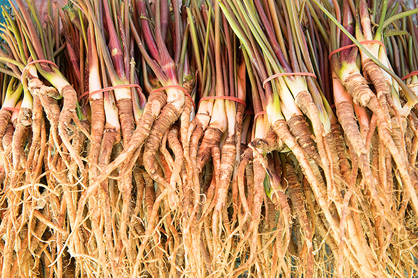 Dong Quai (Angelica Sinensis)