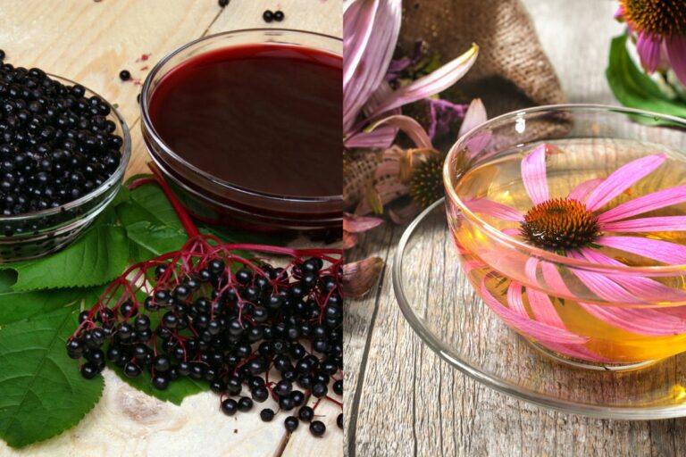 Elderberry and Echinacea Tea: Benefits, Side Effects, and How to Make It