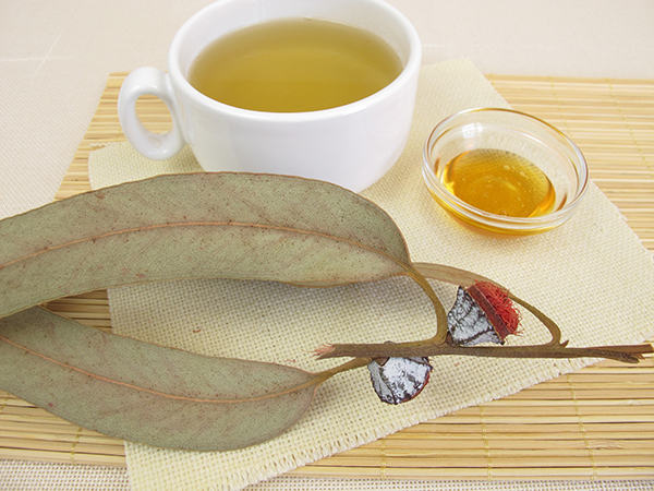 Eucalyptus Tea: Benefits, Side Effects, and How to Make It