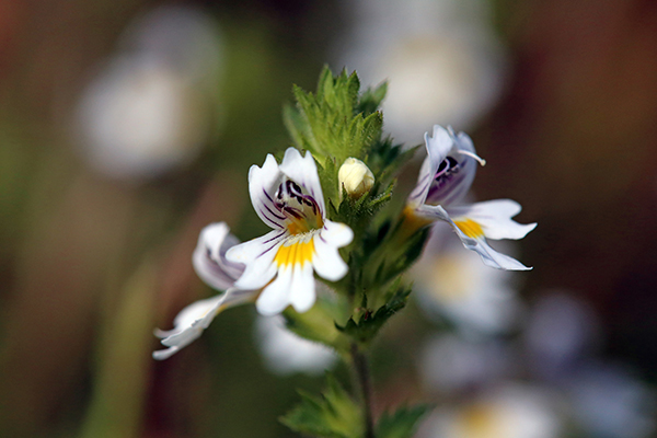 Eyebright Tea: Benefits, Side Effects, and How to Make It