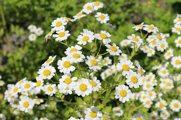 Feverfew Tea: Benefits, Side Effects, and How to Make It