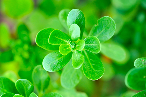 Purslane Tea: Benefits, Side Effects, and How to Make It