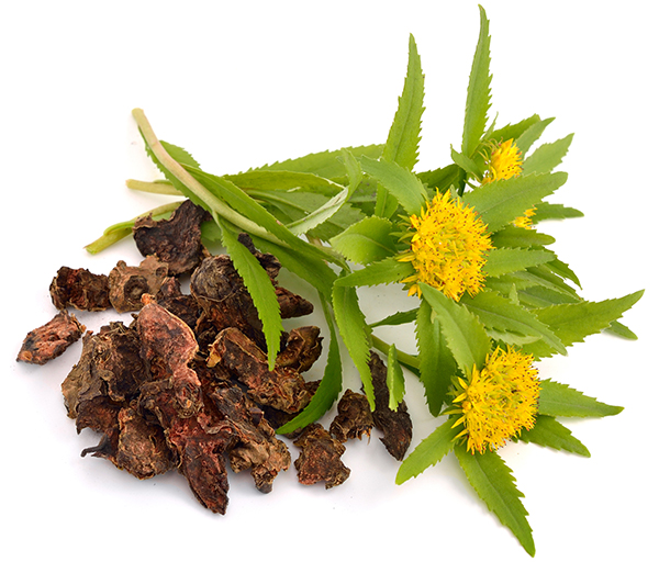 Rhodiola Rosea Tea: Benefits, Side Effects, and How to Make It