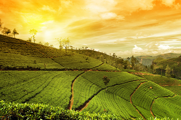 Tea plantation