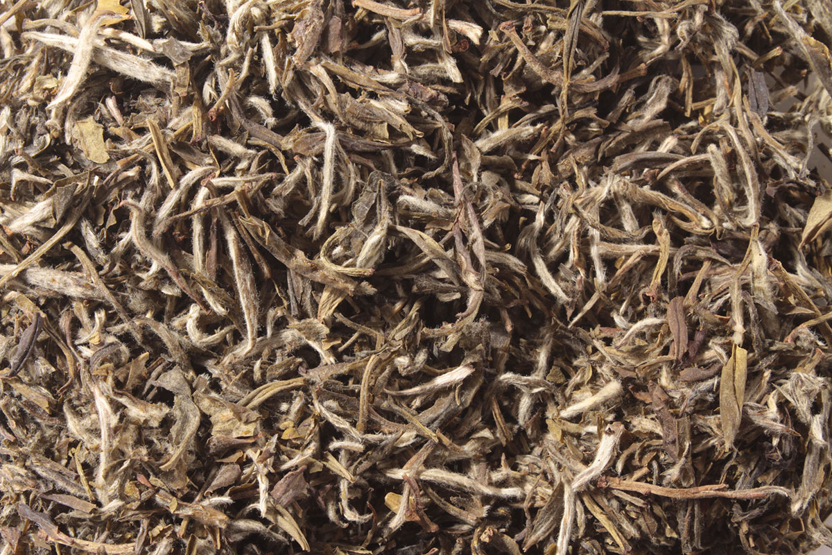 White Tea Benefits, Side Effects, Types, and More Chinese Teas 101